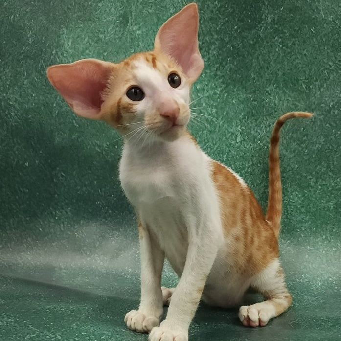 Ziggy Oriental Shorthair male, red bicolour spotted tabby