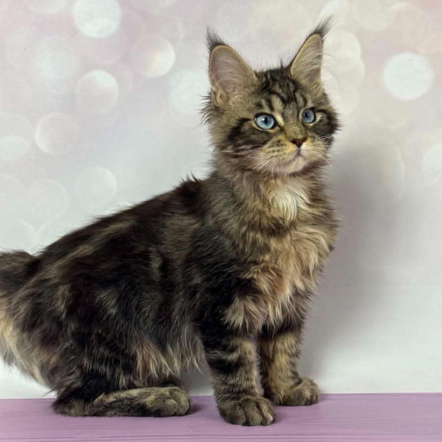 Barby Maine Coon female, black silver tabby with white