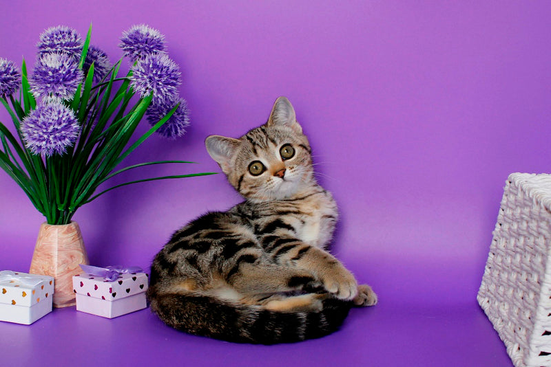 Kelly British Shorthair female, black silver tabby