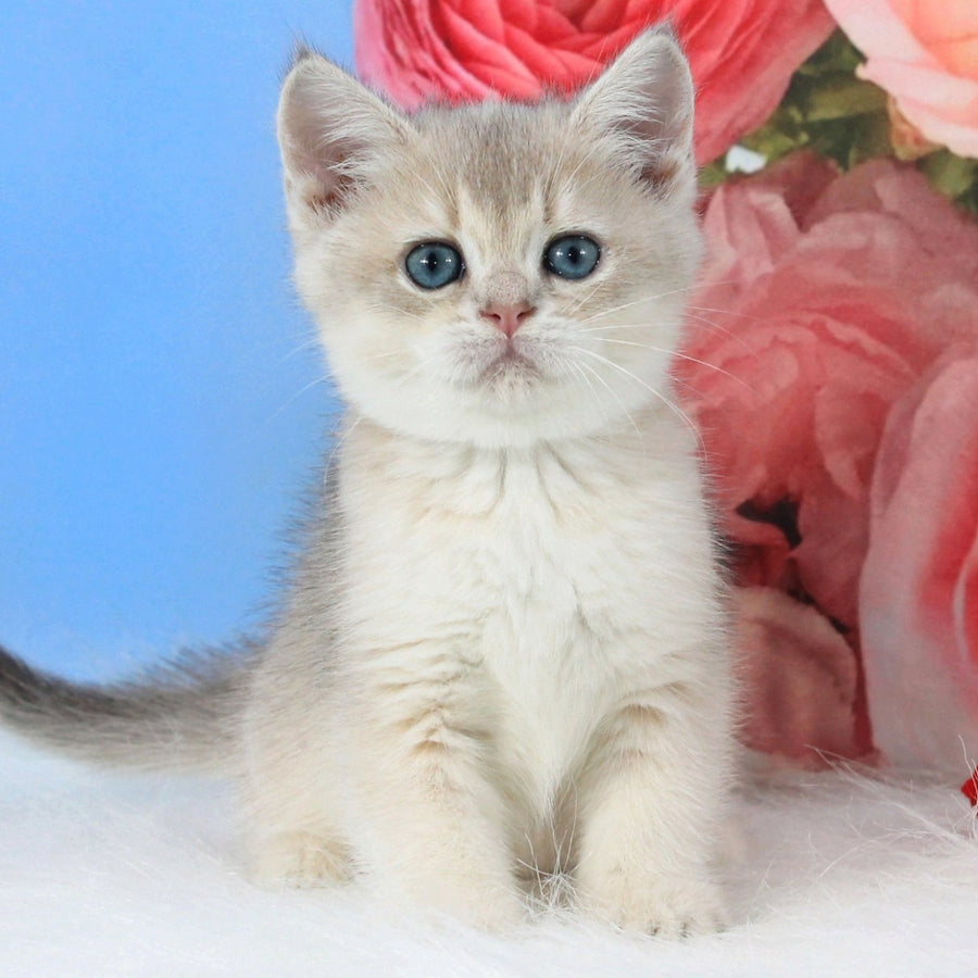 Timi British Shorthair male, blue golden shaded
