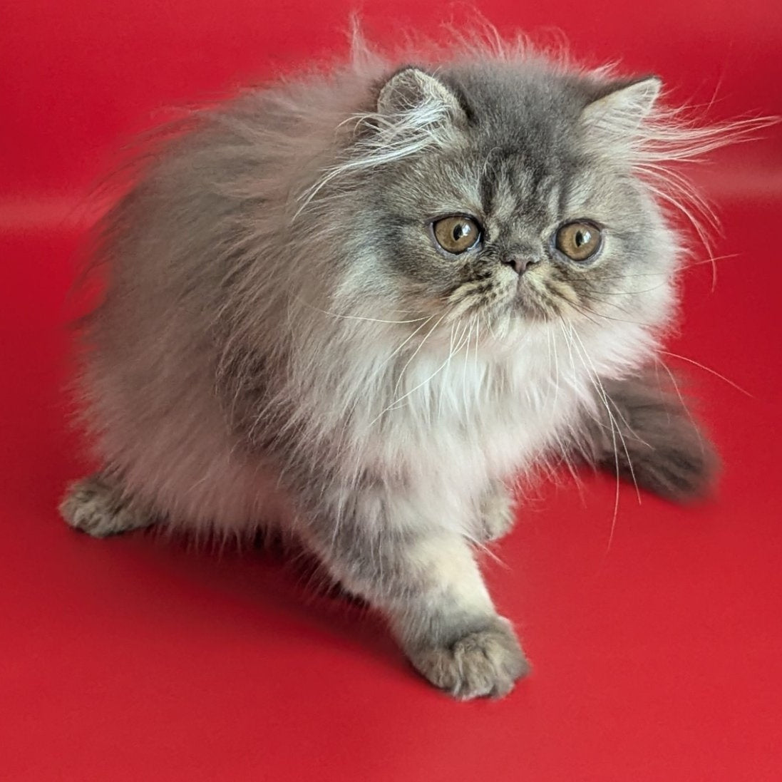 Pavlik Persian male, blue tabby