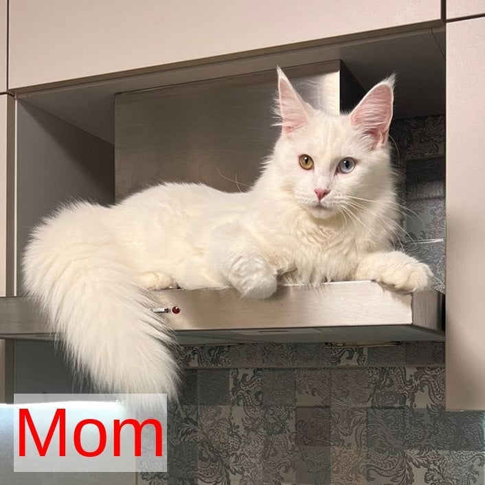 Tiffany Maine Coon female, black tortie silver