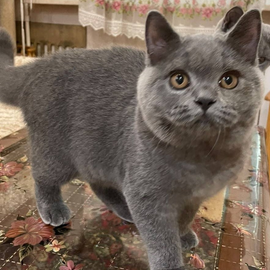 Olli British Shorthair female, blue