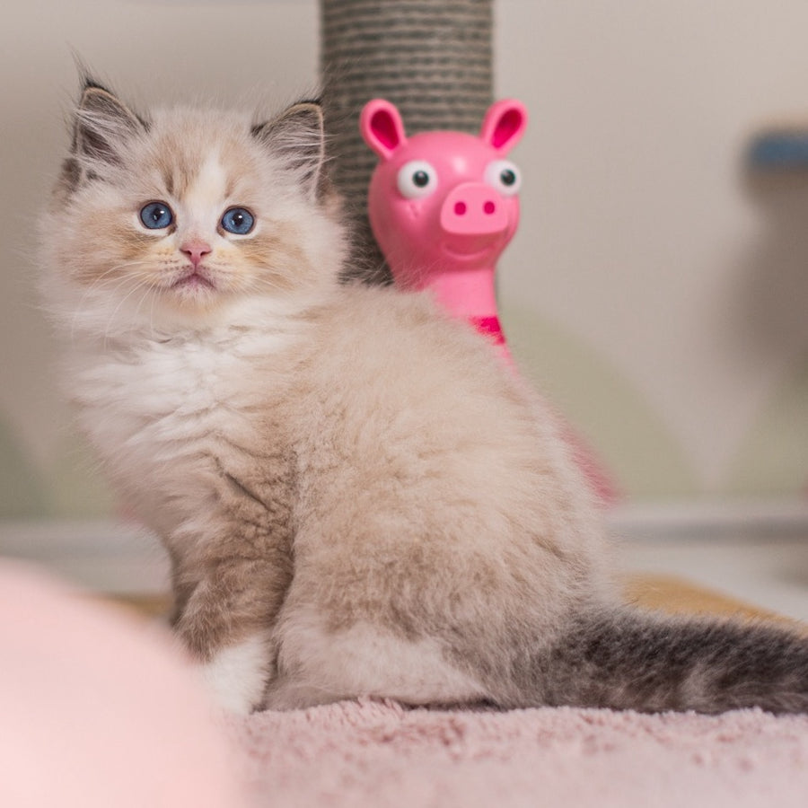 Xia Ragdoll female, seal lynx bicolour