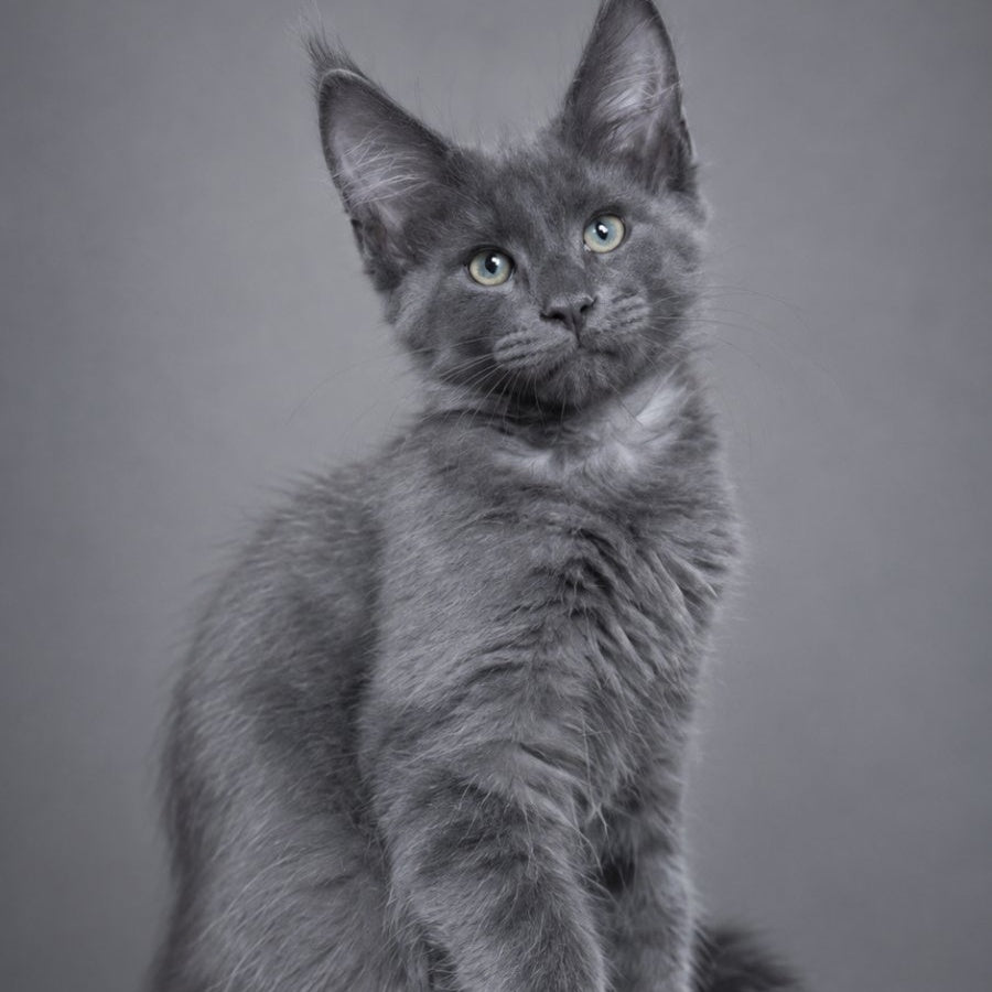 Blue Titan Maine Coon male, blue silver