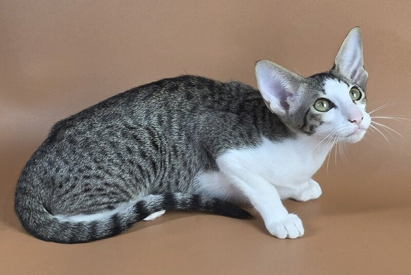 Ulya Oriental Shorthair female black bicolour spotted tabby - live animals