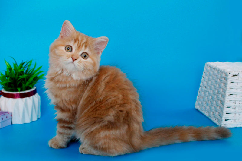 Lika Scottish Straight female, cinnamon tortie tabby