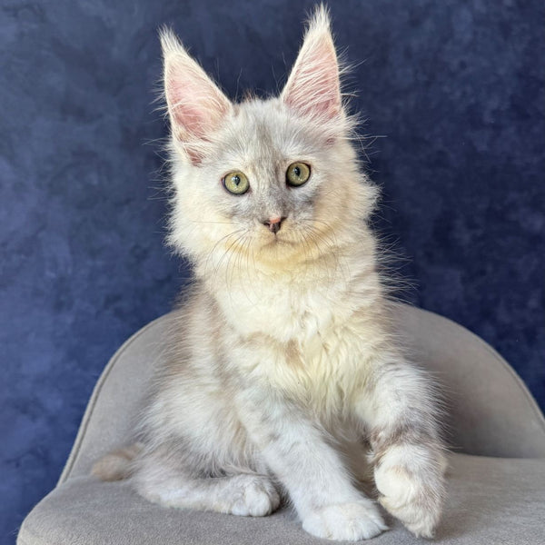 Piatnica Maine Coon female, black tortie silver ticked tabby