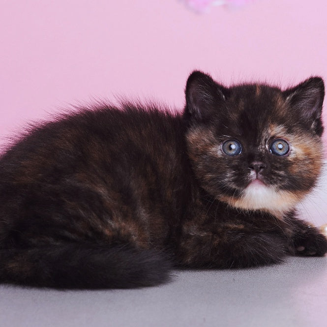 Africa British Shorthair female, black tortie