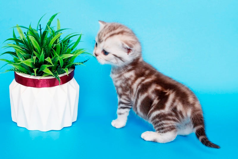 Krispy British Shorthair male, chocolate silver tabby