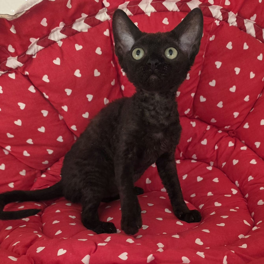 Archi Devon Rex male, black