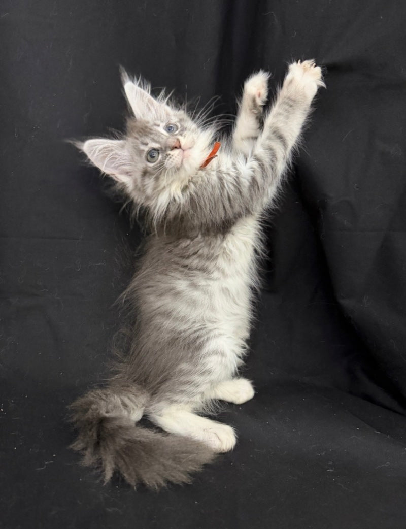 Zoryana Maine Coon female, blue silver tabby with white