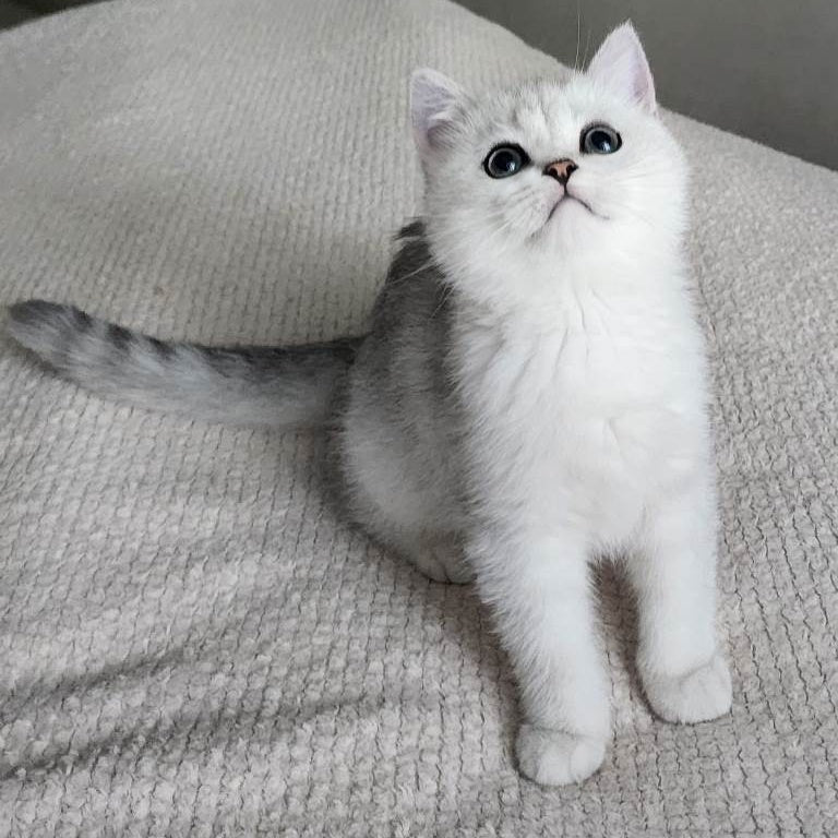Illarion British Shorthair male, black silver shaded