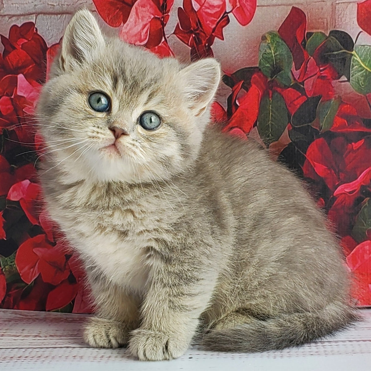 Hugo British Shorthair male, blue golden ticked tabby