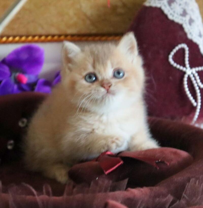 Richie British Shorthair female, lilac golden shaded