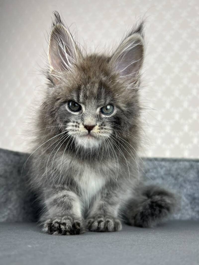 Paradise Maine Coon male, blue tabby