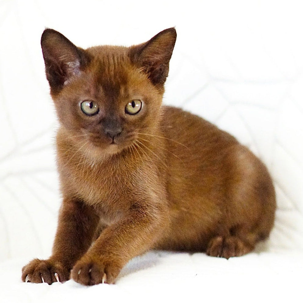 Viva Burmese female, black