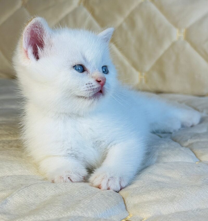 Elio British Shorthair male, red golden shaded pointed