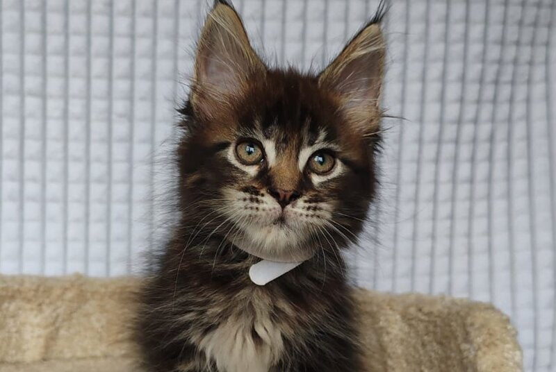 Nolan Maine Coon polydactyl male, black tabby