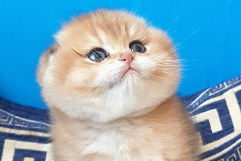 King Scottish Fold male, black golden shaded