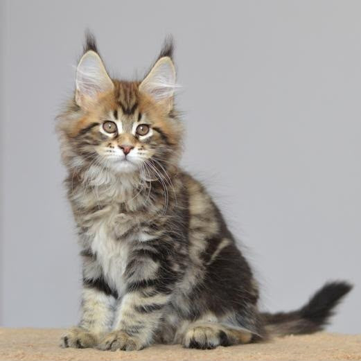 Kai Maine Coon male, black tabby