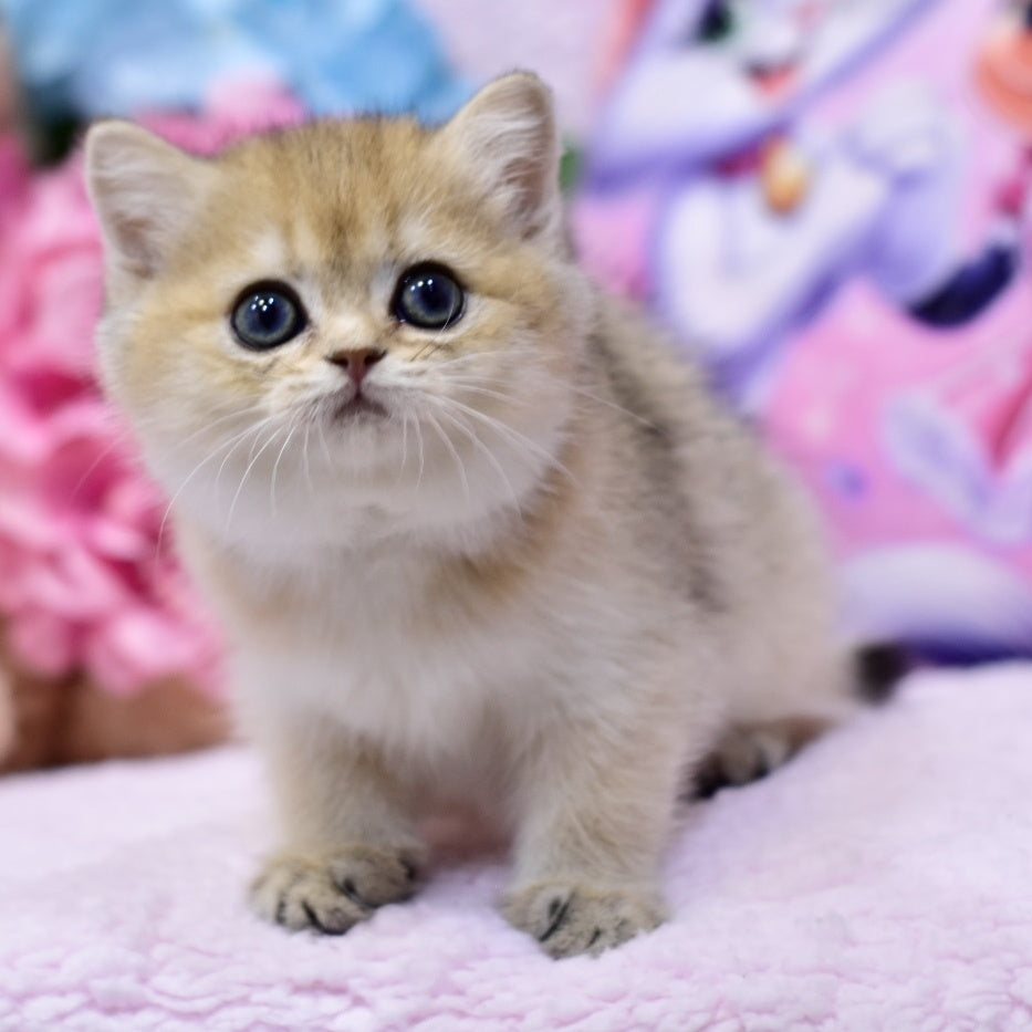 Galaxy British Shorthair female, black golden shaded