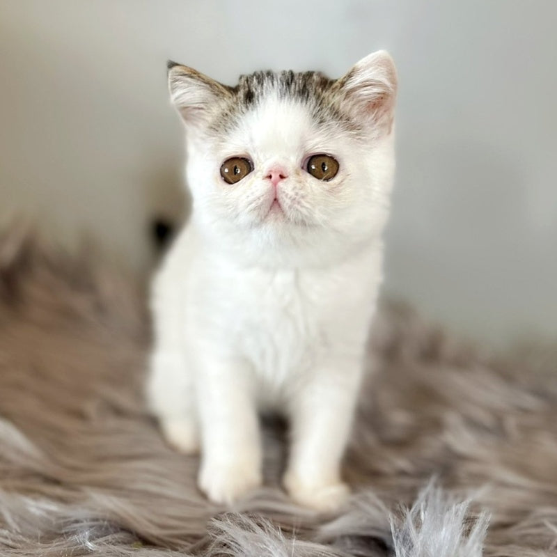 Amour Exotic female, black spotted tabby van