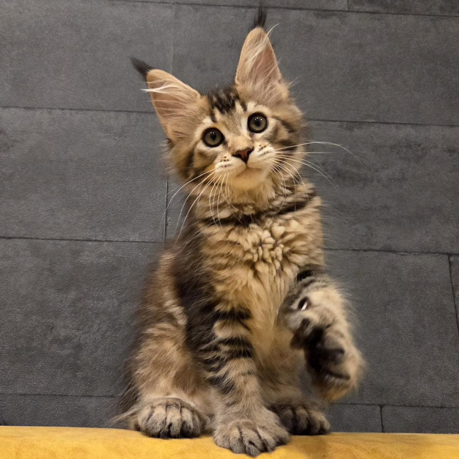 Ruslana Maine Coon polydactyl 6x6x6x6 female, black golden ticked tabby