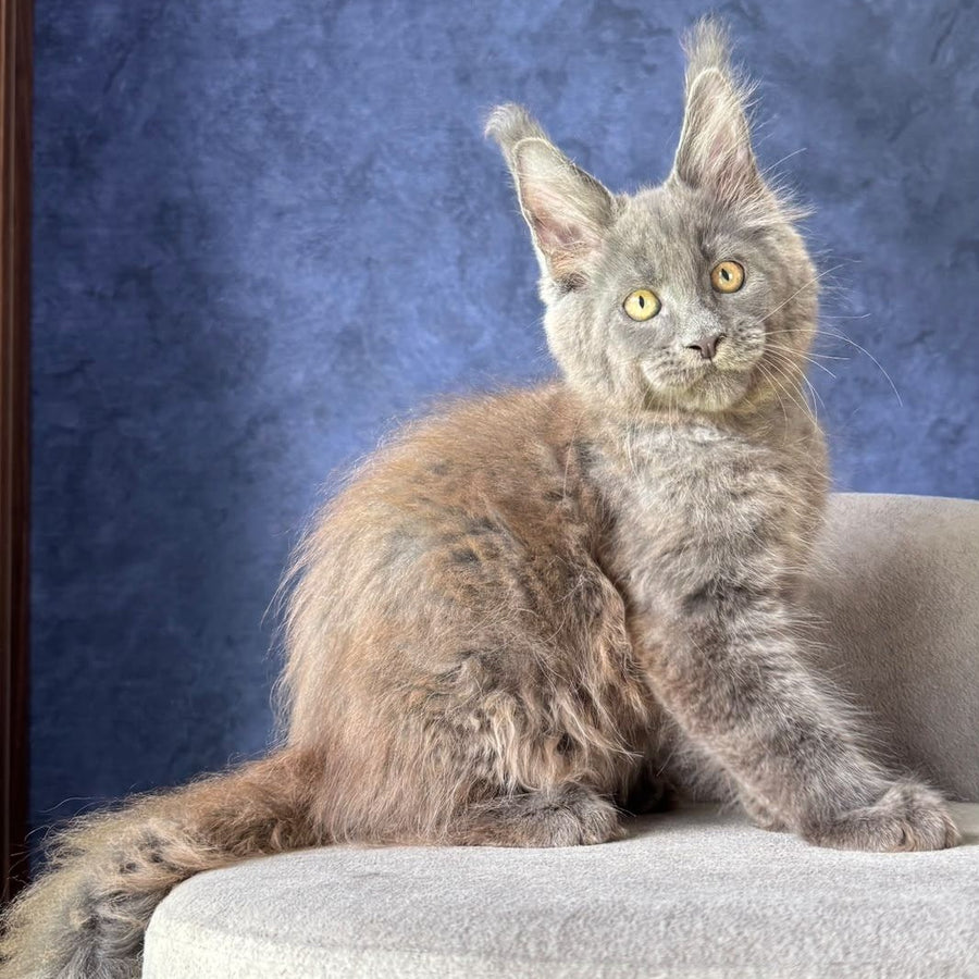 Raskat Maine Coon male, blue