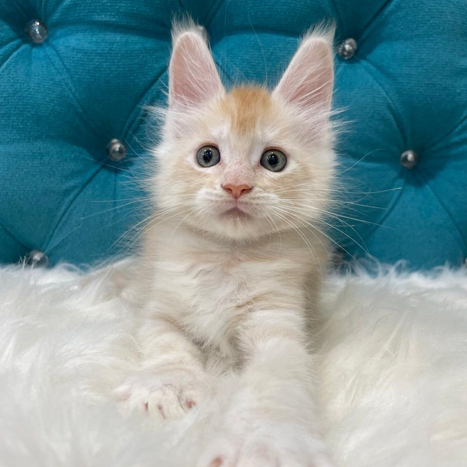 Timofey Maine Coon male, red silver