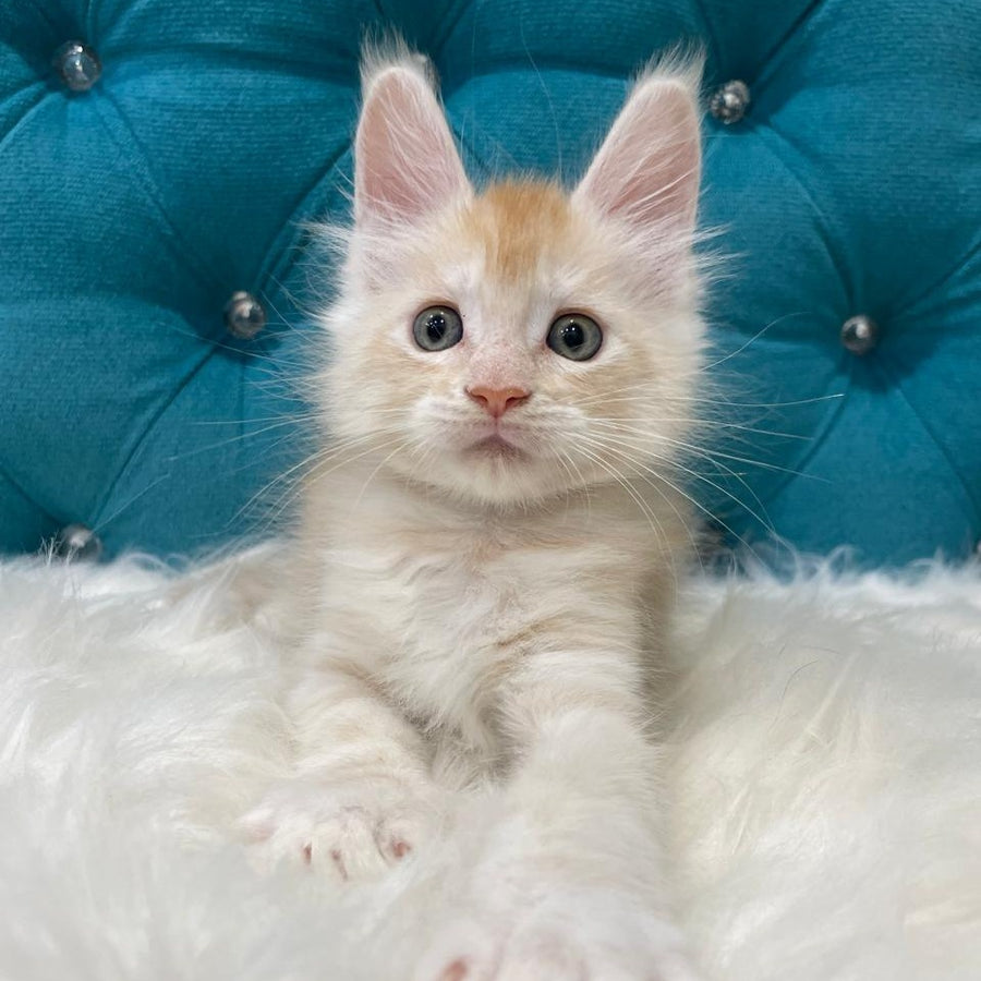 Timofey Maine Coon male, red silver