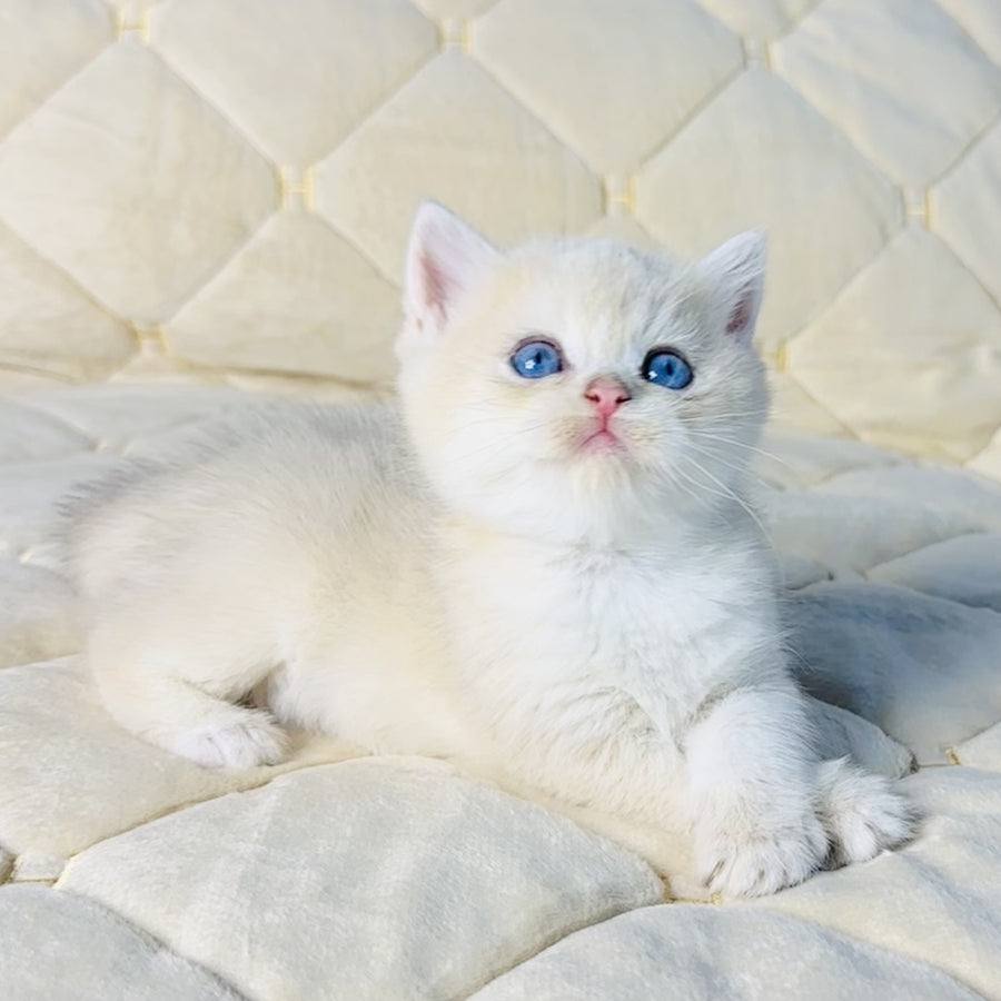 Fistashka British Shorthair female, blue golden shaded