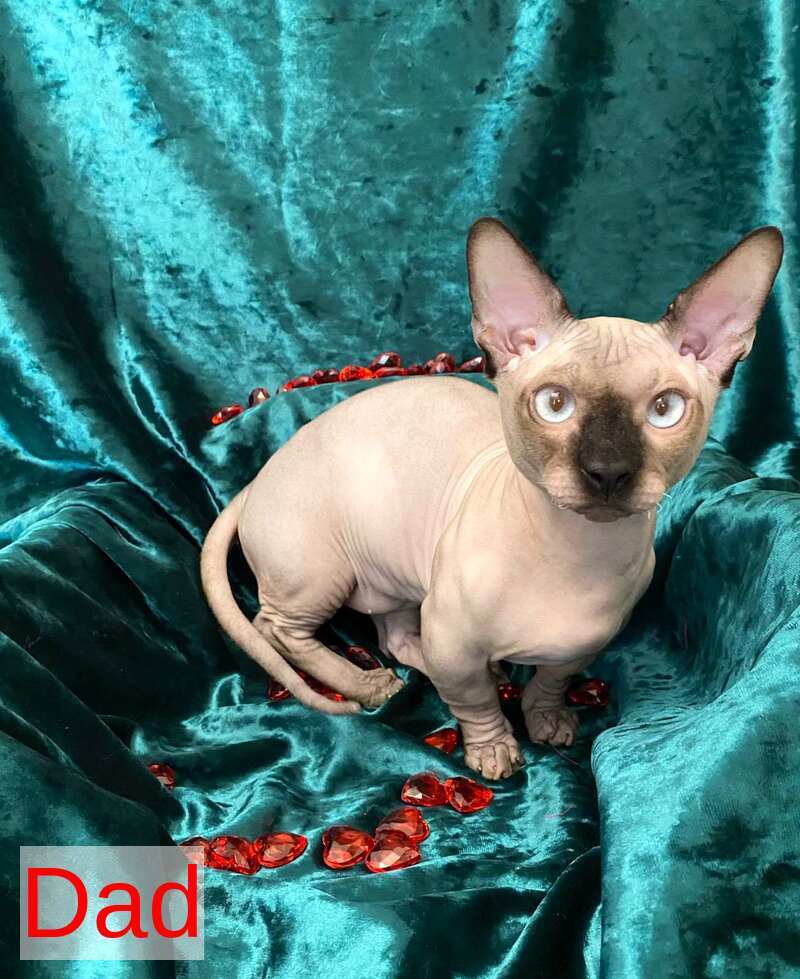 Archi Bambino male chocolate bicolour live animals