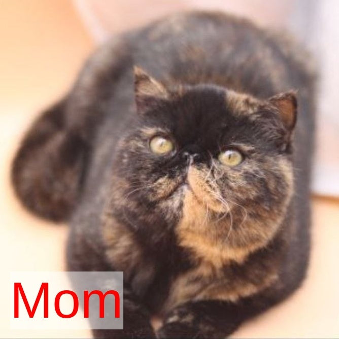 Cintia Persian female, black tortie