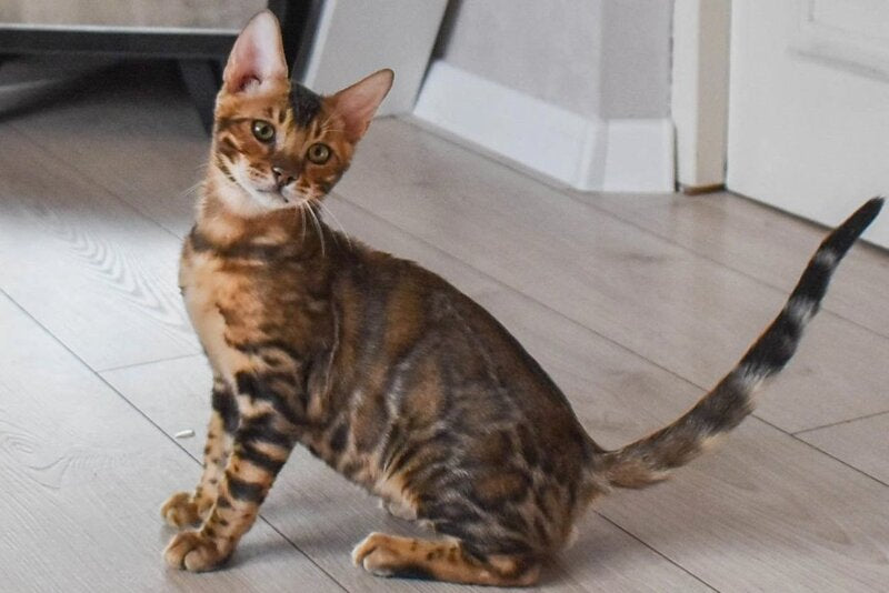 Wolf Bengal male black spotted tabby - live animals