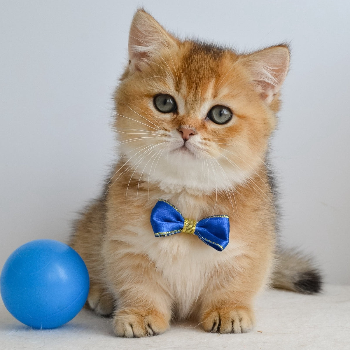 Ivar Munchkin male, black golden ticked tabby