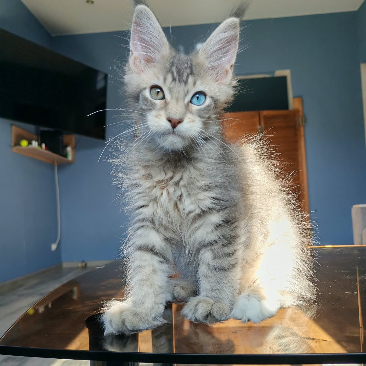Talisman Maine Coon male, blue spotted tabby with white