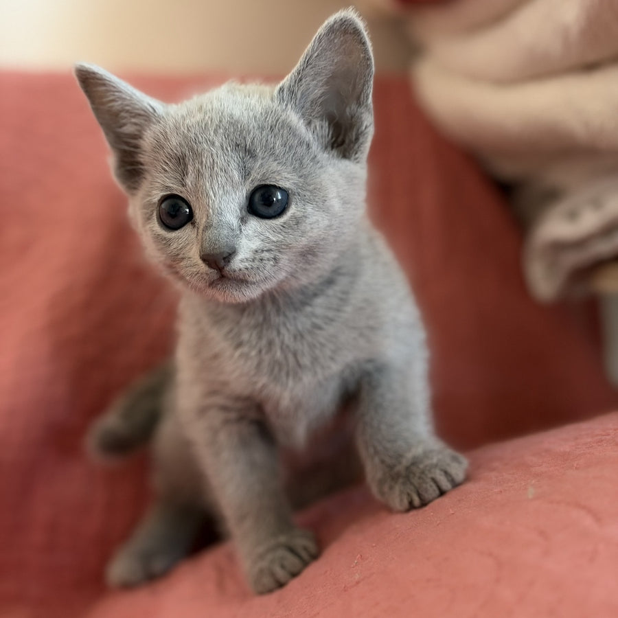 Nina Russian Blue female, blue