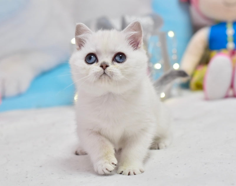 Dzholly British Shorthair female, black silver shaded pointed