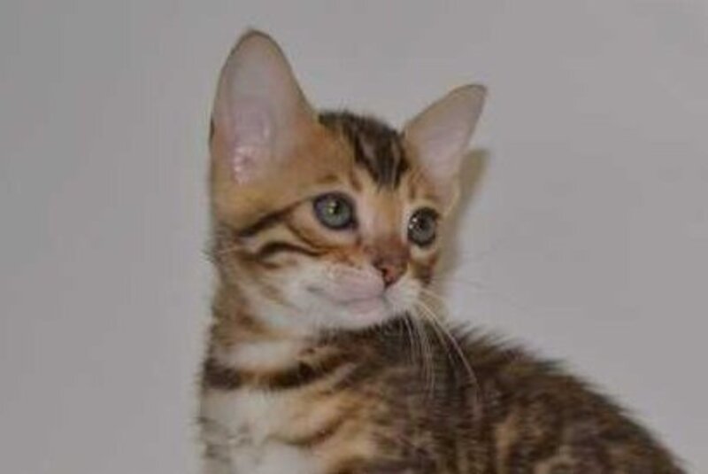 Lili Bengal female black spotted tabby - live animals