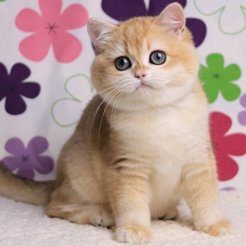 Percy British Shorthair male, black golden chinchilla