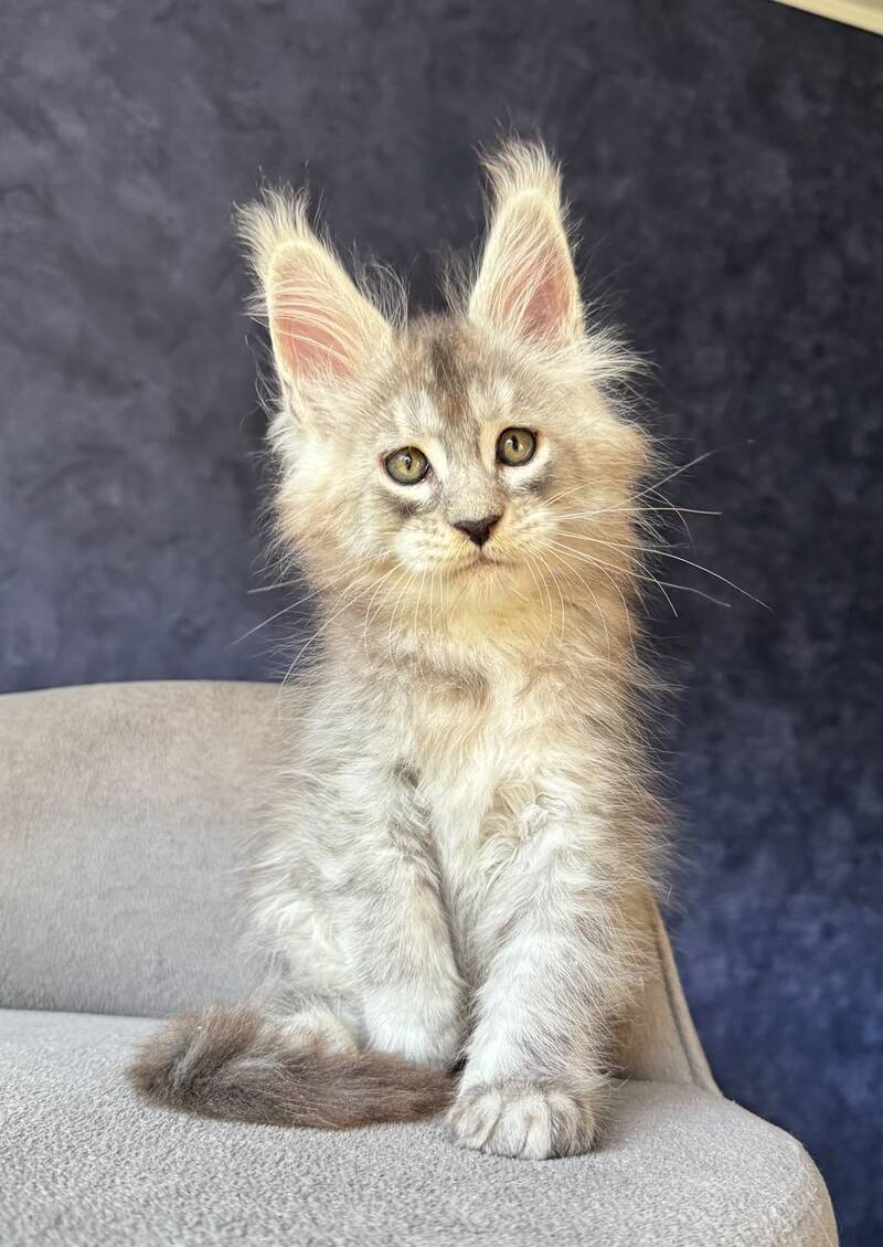 Igmoo Kipper Maine Coon male, black silver ticked tabby