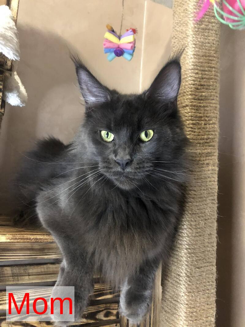 Emma Maine Coon female black - live animals