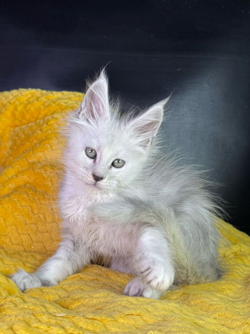 Adrian Maine Coon male black silver shaded - live animals