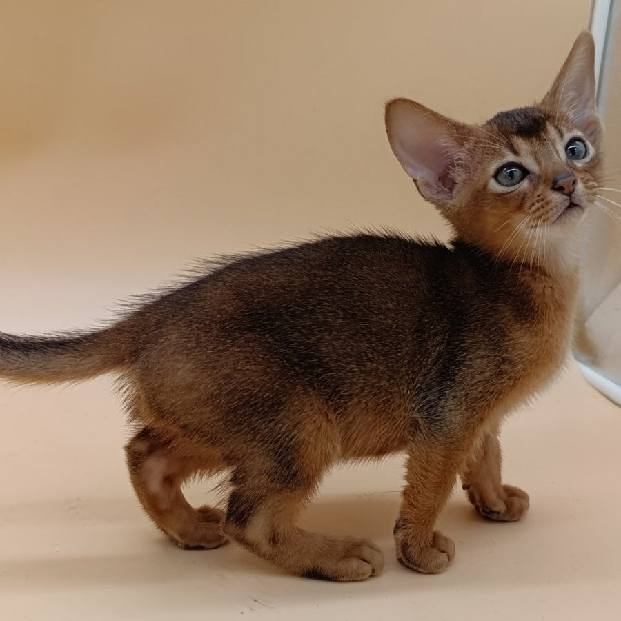Mikkel Abyssinian male, black