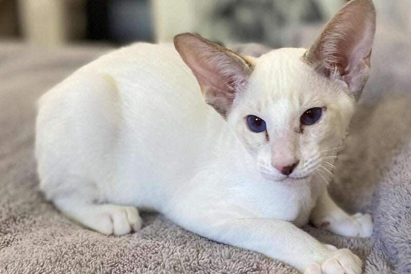 Yogurt Siamese male, chocolate tabby pointed