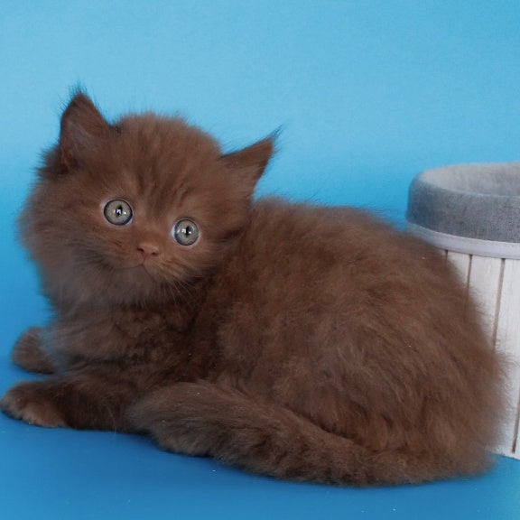 Alvaro Scottish Straight male, cinnamon
