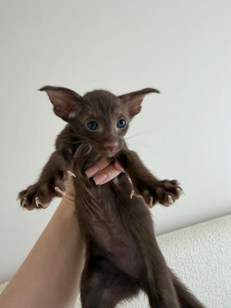 Adele Oriental Shorthair female chocolate - live animals