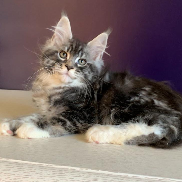 Quim Maine Coon male, black silver tabby with white