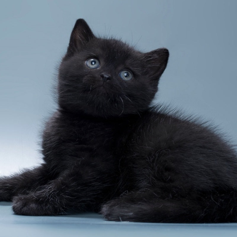 Quantum British Shorthair male, black